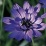 Catananche caerulea.jpg